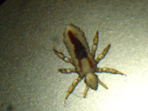 Pediculus_humanus_capitis